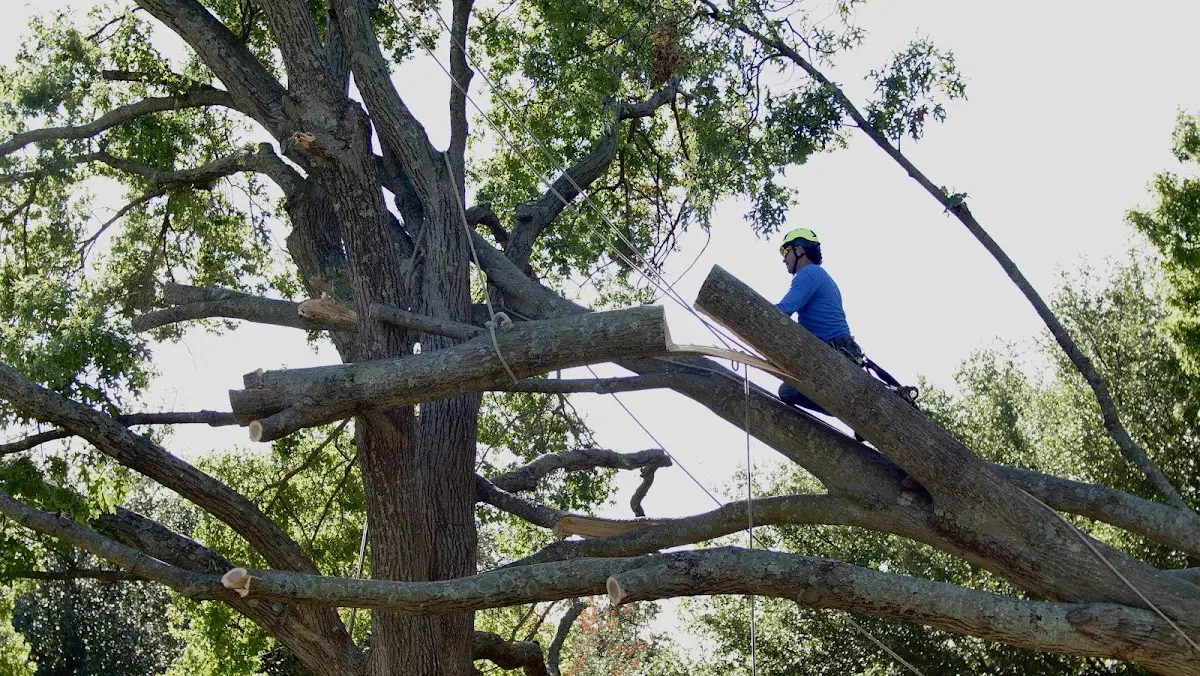 Professional Hazardous Tree Removal performed by certified arborists in Bladen